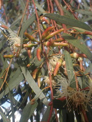 Eucalyptus sargentii sargentii