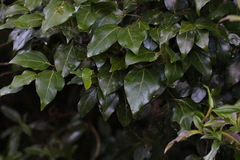 Cryptocarya foveolata