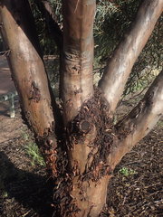 Eucalyptus sargentii sargentii