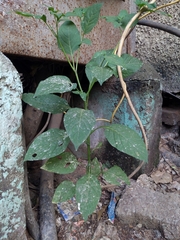 Acalypha indica