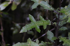 Solanum inaequilaterum