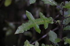 Solanum inaequilaterum