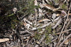 Monsonia speciosa