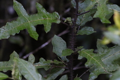 Solanum inaequilaterum