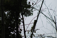 Callosciurus finlaysonii bocourti