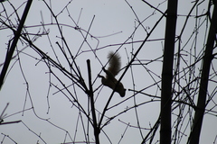 Callosciurus finlaysonii bocourti