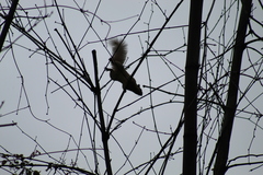 Callosciurus finlaysonii bocourti