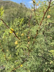 Vachellia vernicosa