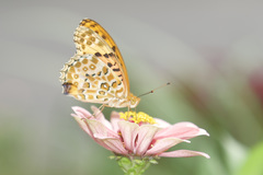 Argynnis hyperbius