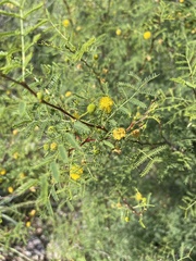 Vachellia vernicosa