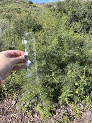 Vachellia vernicosa