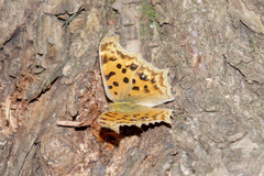 Polygonia c-aureum