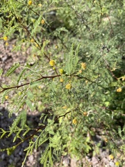 Vachellia vernicosa