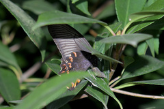 Papilio bianor