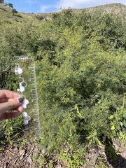 Vachellia vernicosa