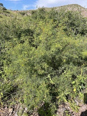 Vachellia vernicosa