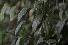 Aristolochia laheyana
