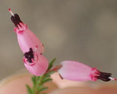 Erica nutans