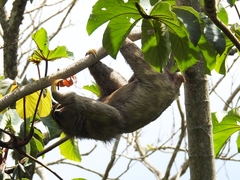 Bradypus variegatus