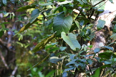 Parsonsia fulva