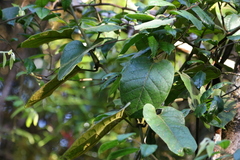 Parsonsia fulva
