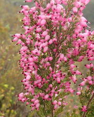 Erica nutans