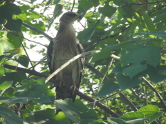 Pernis ptilorhynchus