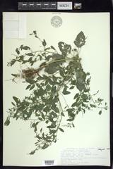 Chenopodium standleyanum