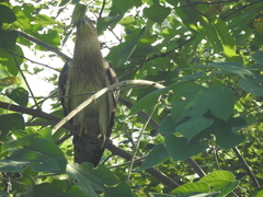 Pernis ptilorhynchus