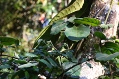Parsonsia fulva