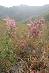 Erica nutans