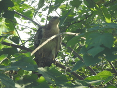 Pernis ptilorhynchus