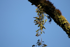 Dendrobium pugioniforme