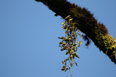 Dendrobium pugioniforme
