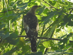 Pernis ptilorhynchus