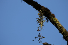 Dendrobium pugioniforme