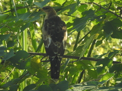 Pernis ptilorhynchus