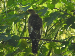 Pernis ptilorhynchus