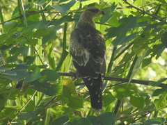 Pernis ptilorhynchus