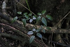 Rubus nebulosus