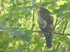 Pernis ptilorhynchus