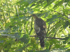 Pernis ptilorhynchus