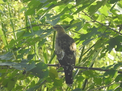 Pernis ptilorhynchus