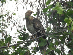 Pernis ptilorhynchus