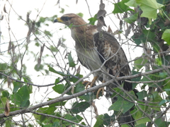 Pernis ptilorhynchus