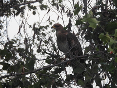 Pernis ptilorhynchus