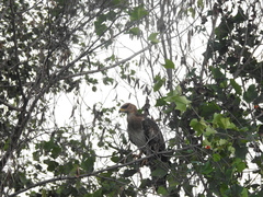 Pernis ptilorhynchus