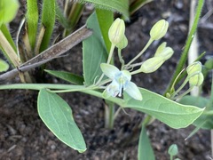 Basananthe sandersonii