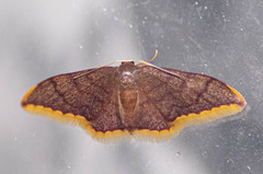 Idaea rubridentata