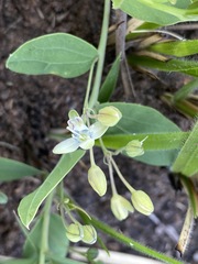 Basananthe sandersonii